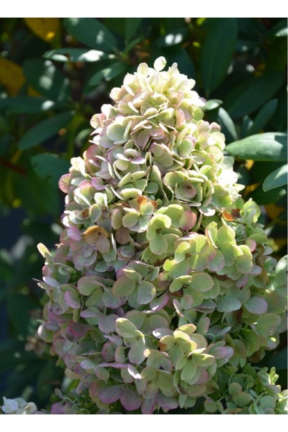 Гортензия Полар Бер цветок