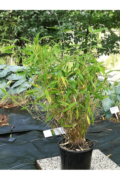 Бамбук Фаргезія Мюріель 