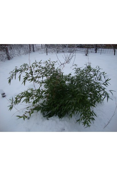 Бамбук Фаргезія взимку