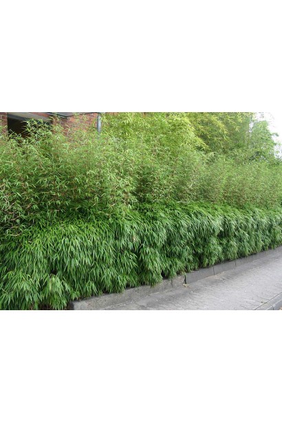 Бамбук Фаргезія в ландшафті