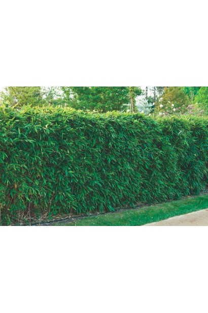 Бамбук Фаргезія живопліт