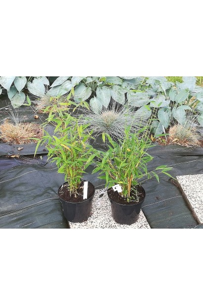 Бамбук Мюріель в контенері 3 л