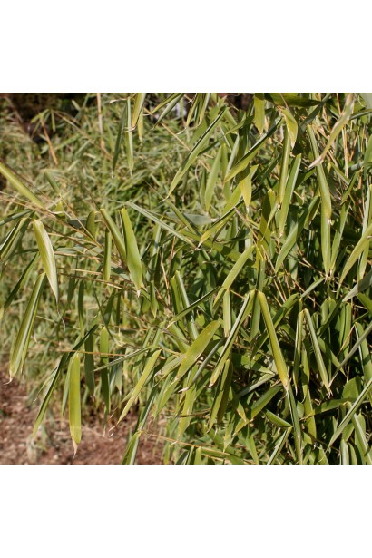 Бамбук Фаргезія Мюріель листя