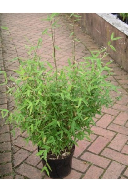 Фаргезія Мюріель в горщику