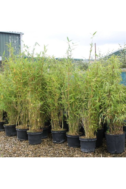 Бамбук  Мюріель саджанці в садовому центрі