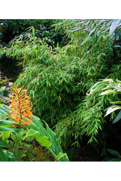 Fargesia murielae кущ