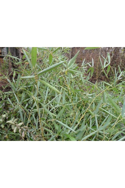 Парасольковидний бамбук