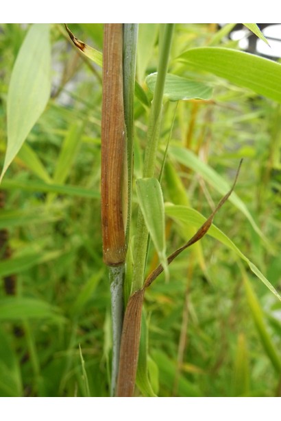Бамбук Фаргезія стебла