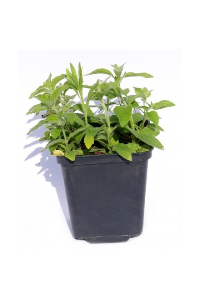 М’ята гібридна імбирна Джинджер Мінт - 3л/вис.15-20см/Ø10-15см