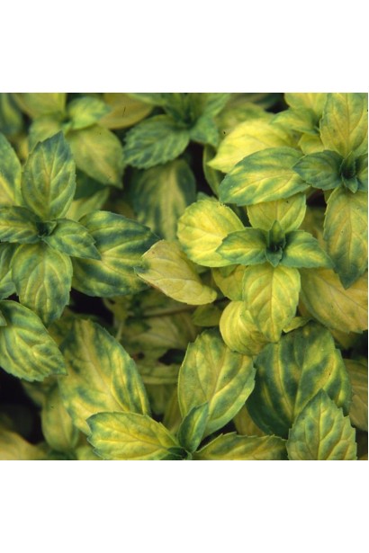 М’ята гібридна імбирна Джинджер Мінт листя