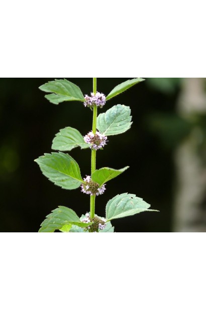 Шотландська м’ята