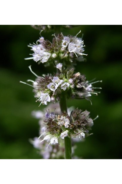 М’ята гібридна імбирна Джинджер Мінт цвітіння
