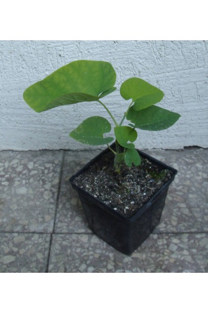 Кирказон крупнолистный саженец Р9