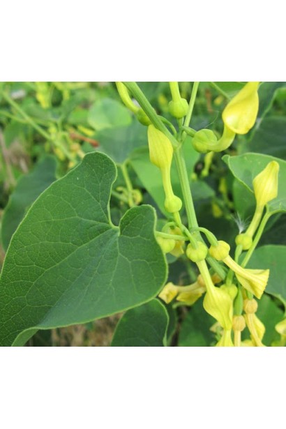 Кирказон крупнолистный цветение