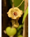 Кирказон/Аристолохія/Хвилівник великолистий | Aristolochia macrophylla | Кирказон / аристолохия / аристолохия крупнолистая