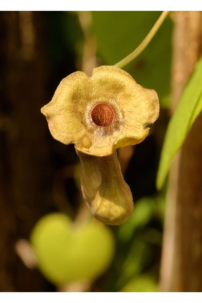Кирказон крупнолистный желто-зеленые трубчатые цветы.