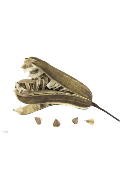 Кирказон крупнолистный семенная коробочка