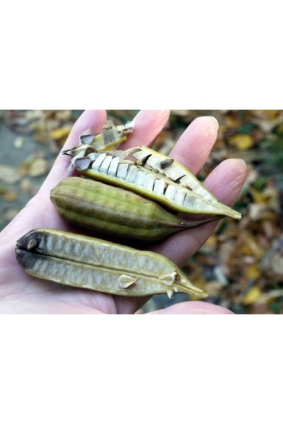 Кирказон крупнолистный семена