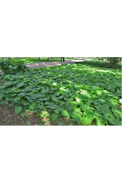 Кирказон / аристолохия крупнолистая