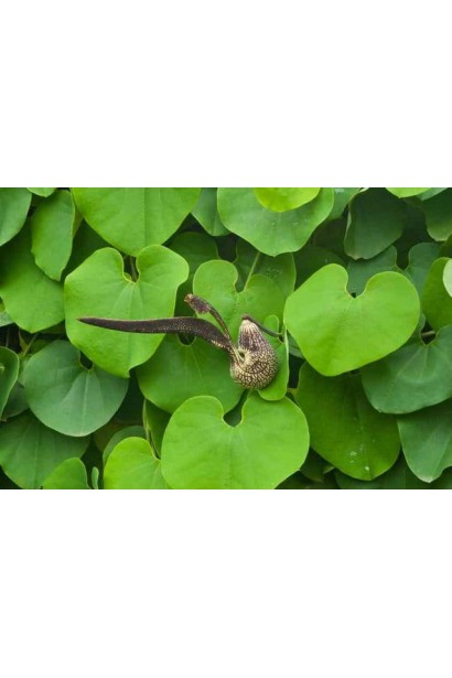 Aristolochia macrophylla