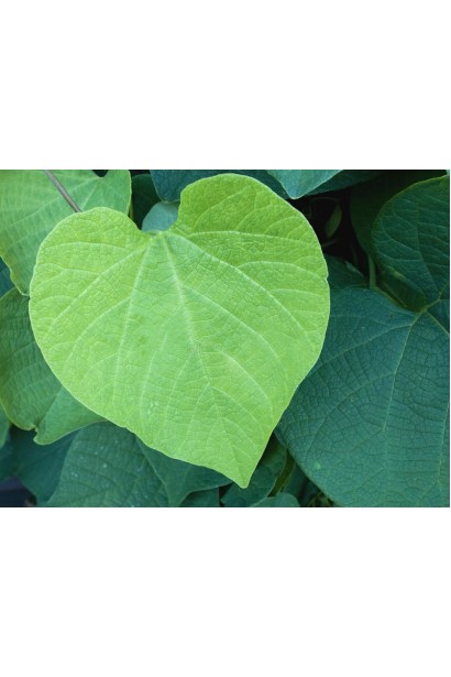 Большие зеленые сердцевидные листья кирказона