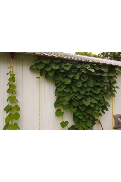 Аристолохия великолистая