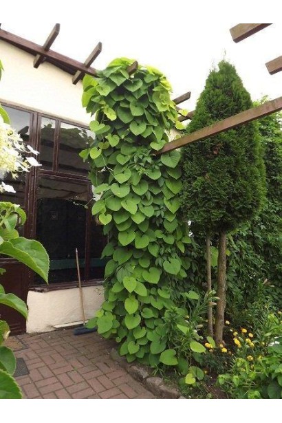 Кирказон крупнолистный на опоре