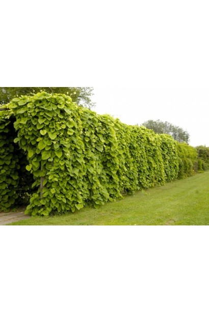 Природный туннель из Кирказона великолистного