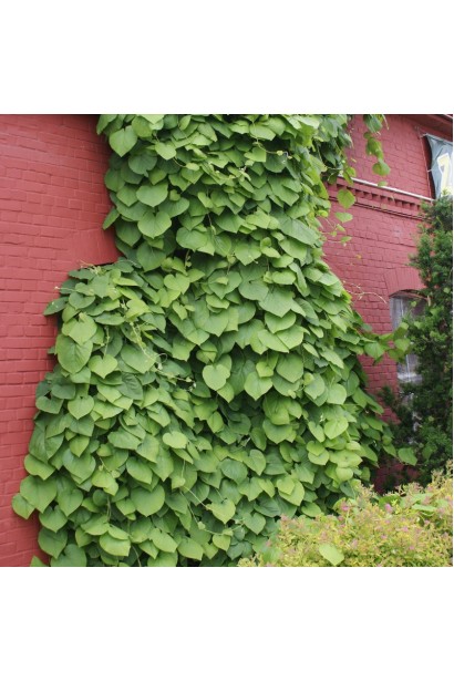 Кирказон большой на стене дома