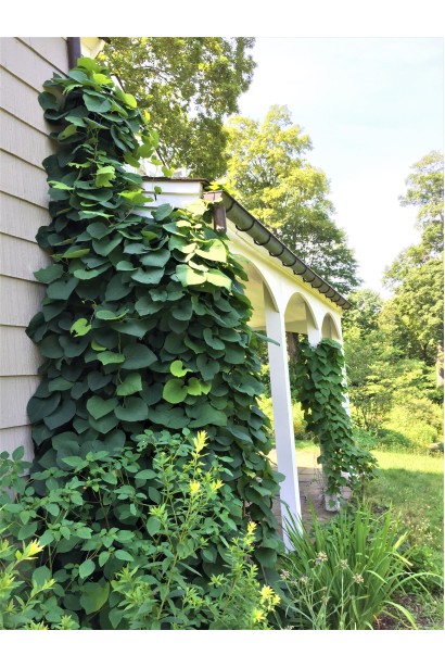 Аристолохия вьющаяся лиана