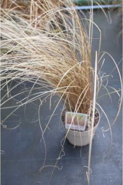 Осока Буханана - акцентна рослина для саду