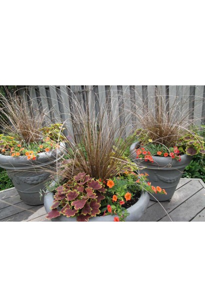 Carex buchananii - рослина у композиції з багаторічниками