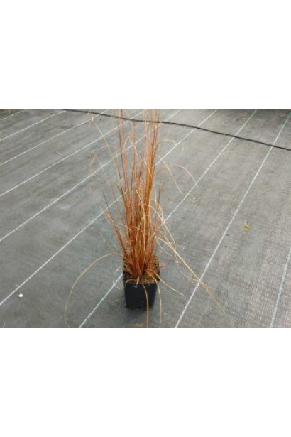 Осока Буханана