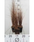 Осока Буханана | Carex buchananii | Осока Буханана