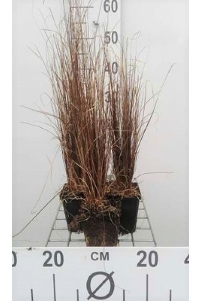 Осока Буханана