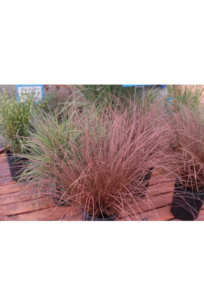 Осока Буханана - вузьке бронзово-коричневе листя