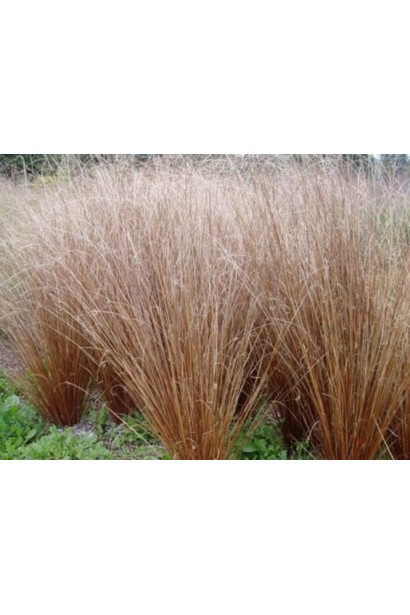 Осока Буханана - густий кущ із бронзовим забарвленням