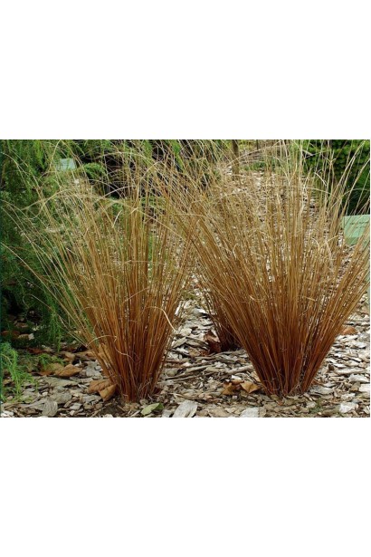 Carex buchananii - кущова декоративна трава