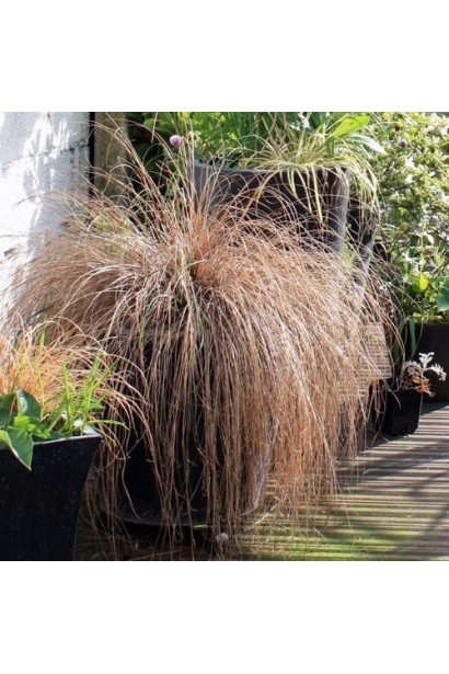 Осока Буханана - рослина у ландшафтному дизайні