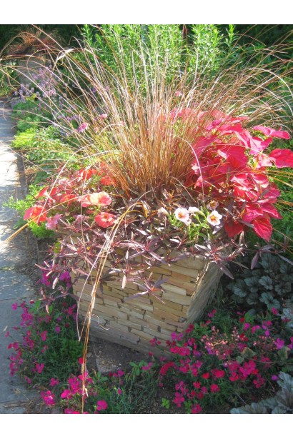 Carex buchananii - посаджена у декоративний контейнер