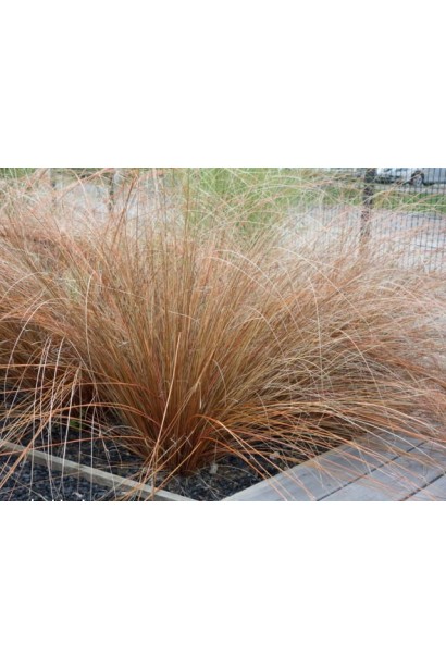 Осока Буханана - зимостійка декоративна трава