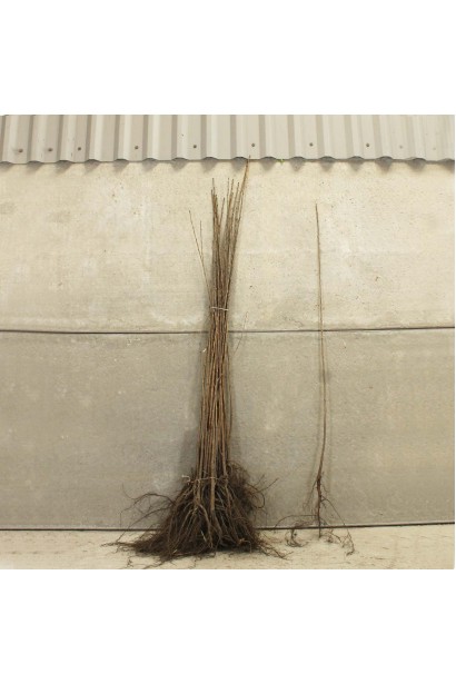 Вишня колоновидна Восхищеніє/Захоплення | Prunus columnar Voskhishcheniye | Вишня колоновидная Восхищение