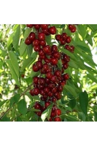 Вишня колоновидна Восхищеніє/Захоплення | Prunus columnar Voskhishcheniye | Вишня колоновидная Восхищение