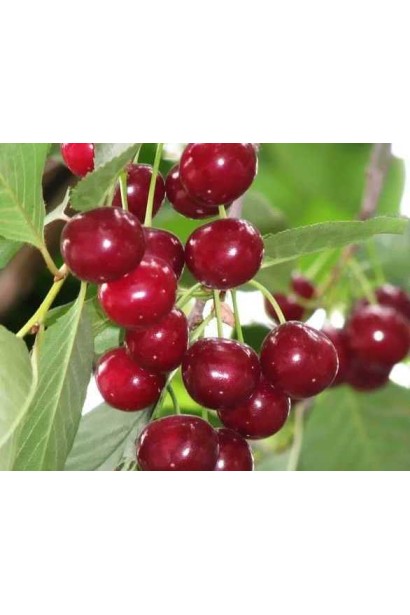 Вишня колоновидна Восхищеніє/Захоплення | Prunus columnar Voskhishcheniye | Вишня колоновидная Восхищение