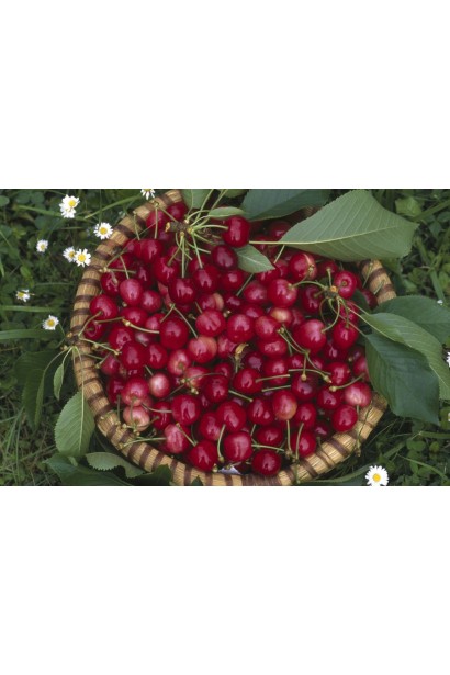 Вишня колоновидна Восхищеніє/Захоплення | Prunus columnar Voskhishcheniye | Вишня колоновидная Восхищение