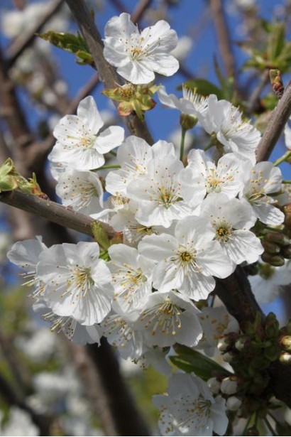 Вишня Тургенівська цвітіння