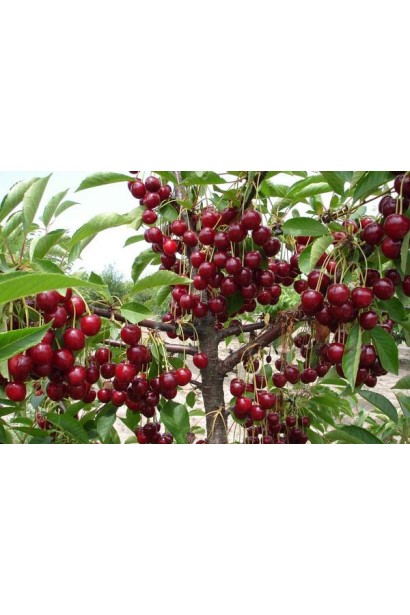 Вишня Тургенівська плоди