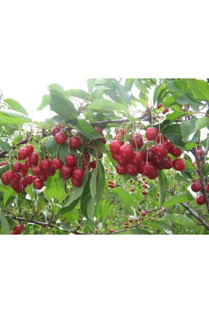 Вишня Тургенівська