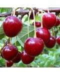 Вишня Тургенівська | Prunus Turgenivska | Cherry tree Turgenivska | Вишня Тургеневская