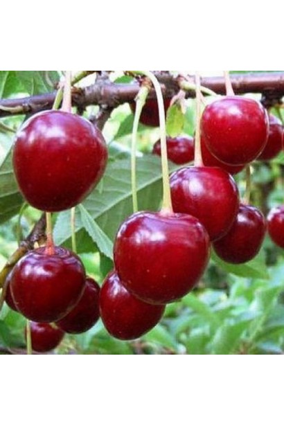 Вишня Тургенівська червоні ягоди